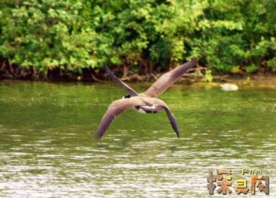 盤點十大最恐怖的鳥，泰坦鳥體高2.5米體重800斤(獵殺之王)