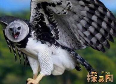 盤點十大最恐怖的鳥，泰坦鳥體高2.5米體重800斤(獵殺之王)