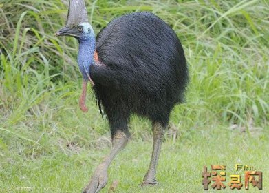 盤點十大最恐怖的鳥，泰坦鳥體高2.5米體重800斤(獵殺之王)