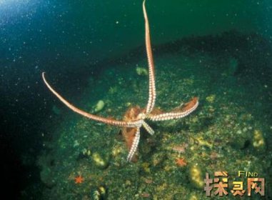 盤點世界上最大的章魚，平均周長約9.1米／體重達272公斤