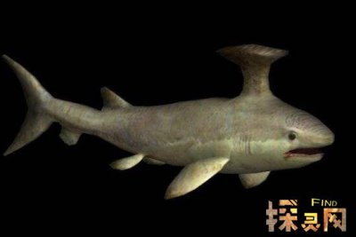 已滅絕的十大鯊魚有哪些,巨齒鯊是頂級掠食者(1500-260萬年前)