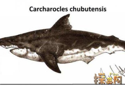 已滅絕的十大鯊魚有哪些,巨齒鯊是頂級掠食者(1500-260萬年前)