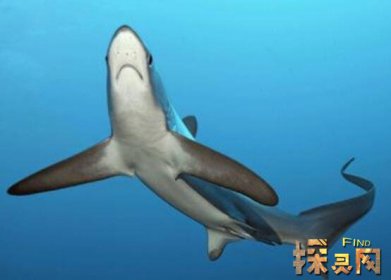 已滅絕的十大鯊魚有哪些,巨齒鯊是頂級掠食者(1500-260萬年前)