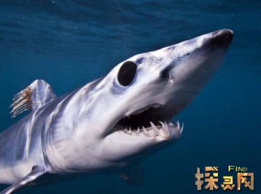 已滅絕的十大鯊魚有哪些,巨齒鯊是頂級掠食者(1500-260萬年前)