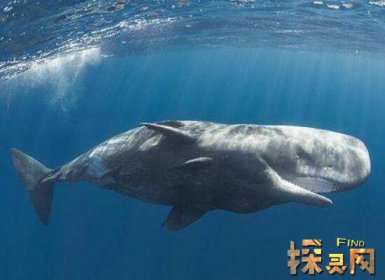 已滅絕的十大鯊魚有哪些,巨齒鯊是頂級掠食者(1500-260萬年前)