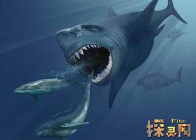 已滅絕的十大鯊魚有哪些,巨齒鯊是頂級掠食者(1500-260萬年前)