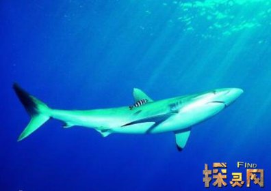 已滅絕的十大鯊魚有哪些,巨齒鯊是頂級掠食者(1500-260萬年前)