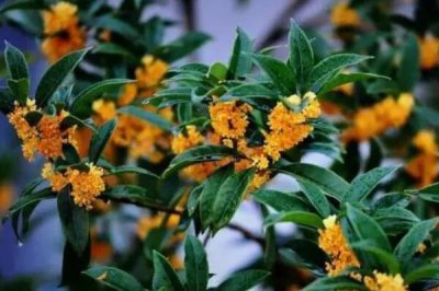 排名第一最好的鎮宅樹,桂花銀杏不可缺健康長壽富貴多財