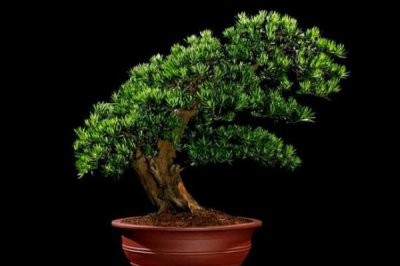 排名第一最好的鎮宅樹,桂花銀杏不可缺健康長壽富貴多財