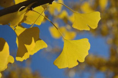 排名第一最好的鎮宅樹,桂花銀杏不可缺健康長壽富貴多財