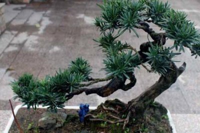 排名第一最好的鎮宅樹,桂花銀杏不可缺健康長壽富貴多財