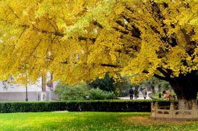 排名第一最好的鎮宅樹,桂花銀杏不可缺健康長壽富貴多財