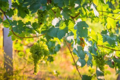 十大吉祥之樹，大家最想種植的應該是搖錢樹(非常好養)