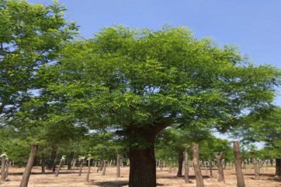十大吉祥之樹，大家最想種植的應該是搖錢樹(非常好養)