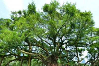 十大吉祥之樹，大家最想種植的應該是搖錢樹(非常好養)
