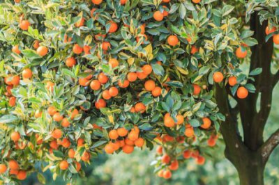 十大吉祥之樹，大家最想種植的應該是搖錢樹(非常好養)