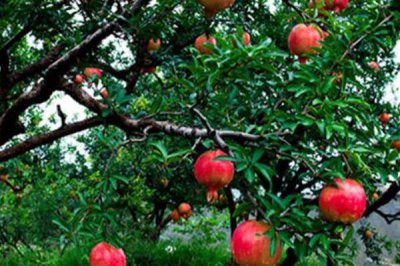 十大吉祥之樹，大家最想種植的應該是搖錢樹(非常好養)