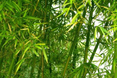 十大吉祥之樹，大家最想種植的應該是搖錢樹(非常好養)