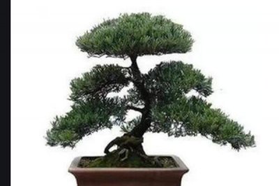 十大吉祥之樹，大家最想種植的應該是搖錢樹(非常好養)