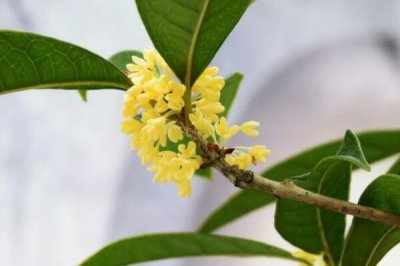 十大吉祥之樹，大家最想種植的應該是搖錢樹(非常好養)