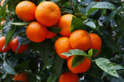 十大吉祥之樹，大家最想種植的應該是搖錢樹(非常好養)