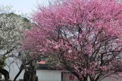 十大吉祥之樹，大家最想種植的應該是搖錢樹(非常好養)