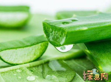 蘆薈可以直接涂在臉上嗎，引起皮膚炎癥過敏(不可以)