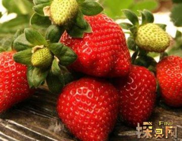 盤點殺死癌細(xì)胞最狠的水果,常吃草莓能抑制癌細(xì)胞生長