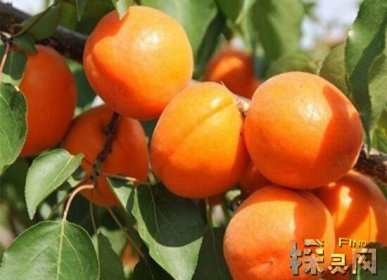 盤點殺死癌細(xì)胞最狠的水果,常吃草莓能抑制癌細(xì)胞生長