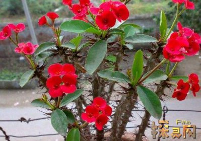 家里千萬不能養(yǎng)的6種花，寓意不吉祥（接觸誤食易中毒）