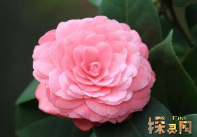 家里千萬不能養(yǎng)的6種花，寓意不吉祥（接觸誤食易中毒）