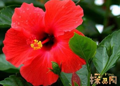 家里千萬不能養(yǎng)的6種花，寓意不吉祥（接觸誤食易中毒）