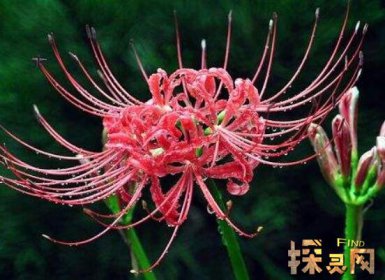 家里千萬不能養(yǎng)的6種花，寓意不吉祥（接觸誤食易中毒）