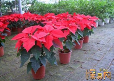 家里千萬不能養(yǎng)的6種花，寓意不吉祥（接觸誤食易中毒）