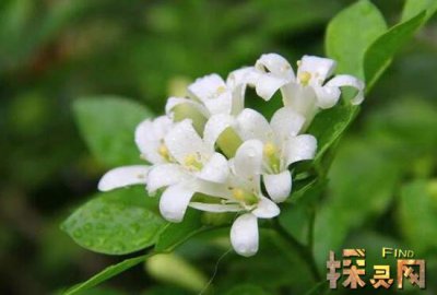 家里千萬不能養(yǎng)的6種花，寓意不吉祥（接觸誤食易中毒）