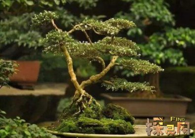 十大不吉利花排行榜，降財破財、遺失美好、招來鬼怪