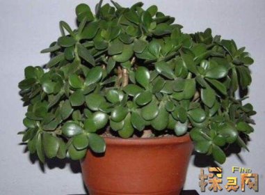 十大不吉利花排行榜，降財破財、遺失美好、招來鬼怪