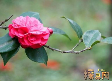 十大不吉利花排行榜，降財破財、遺失美好、招來鬼怪