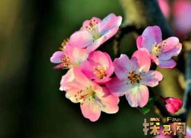 十大不吉利花排行榜，降財破財、遺失美好、招來鬼怪