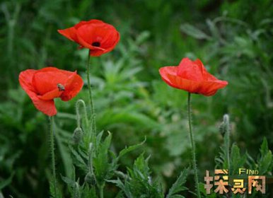 十大不吉利花排行榜，降財破財、遺失美好、招來鬼怪