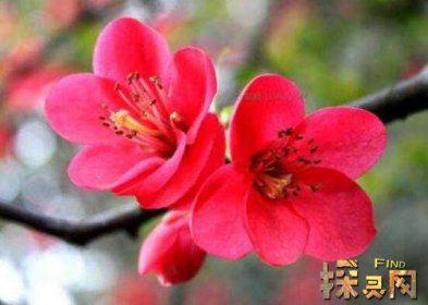 十大不吉利花排行榜，降財破財、遺失美好、招來鬼怪