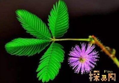 十大不吉利花排行榜，降財破財、遺失美好、招來鬼怪