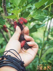 十大兇樹，你最愛的“桃”也上榜了枇杷也為兇樹(驚奇)