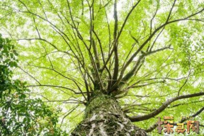 十大兇樹，你最愛的“桃”也上榜了枇杷也為兇樹(驚奇)