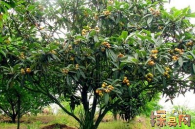 十大兇樹，你最愛的“桃”也上榜了枇杷也為兇樹(驚奇)