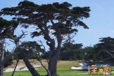 十大兇樹，你最愛的“桃”也上榜了枇杷也為兇樹(驚奇)