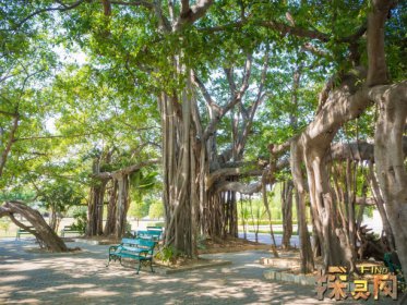 十大兇樹，你最愛的“桃”也上榜了枇杷也為兇樹(驚奇)