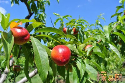 十大兇樹，你最愛的“桃”也上榜了枇杷也為兇樹(驚奇)