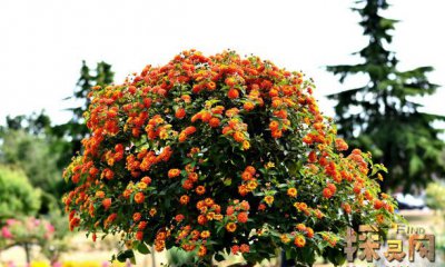 十大兇樹，你最愛的“桃”也上榜了枇杷也為兇樹(驚奇)