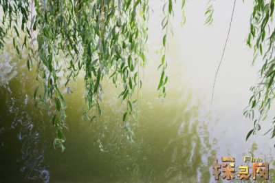 十大兇樹，你最愛的“桃”也上榜了枇杷也為兇樹(驚奇)